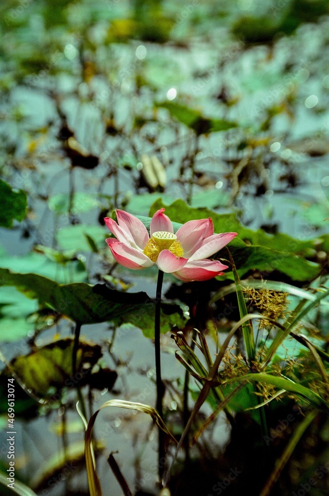 Time: Wednesday, November 13, 2021 . Location: Tam Da lotus lagoon, Ho Chi Minh City. Content: The author hopes the photo film can describe the beauty of lotus flowers. Time: Wednesday, November 13, 2021 . Location: Tam Da lotus lagoon, Ho Chi Minh City. Content: The author hopes the photo film can describe the beauty of lotus flowers.