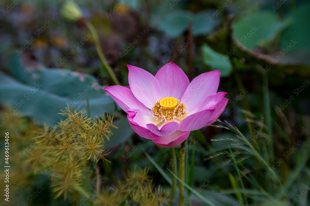Fototapeta premium Time: Wednesday, November 13, 2021 . Location: Tam Da lotus lagoon, Ho Chi Minh City. Content: The author hopes the photo can describe the beauty of lotus flowers.