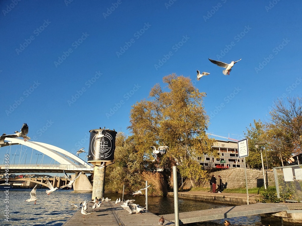 seagull on the bridge