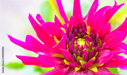 Beautiful pink green ornamental dahlia fresh petals close up. Amazing macro shot of large open bud on light lettuce background. Autumnal flower blooming in botanical garden  park. Floral blossoming.