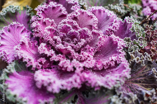 Frosted decorative pink cabbage on an autumn day.