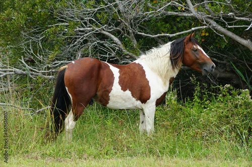A beautiful brown and white color of a wild horse near Assateague Island, Maryland, U.S.A
