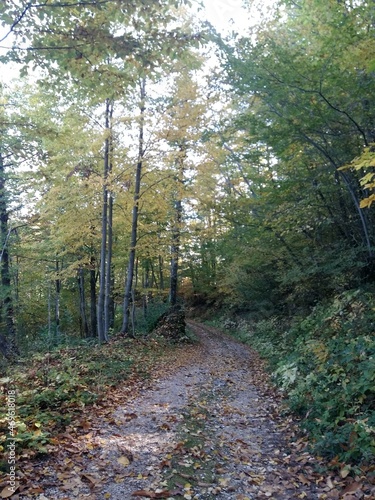  Sentiero nel bosco