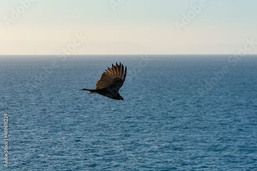 Condor red faced Flight over the ocean of Baja California Mexican Desert in blue sky illuminated by sun light (Gymnogyps Californianus) photo