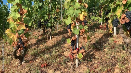 Cornas Vineyard With Bunches of Red Grapes ready to be Harvest