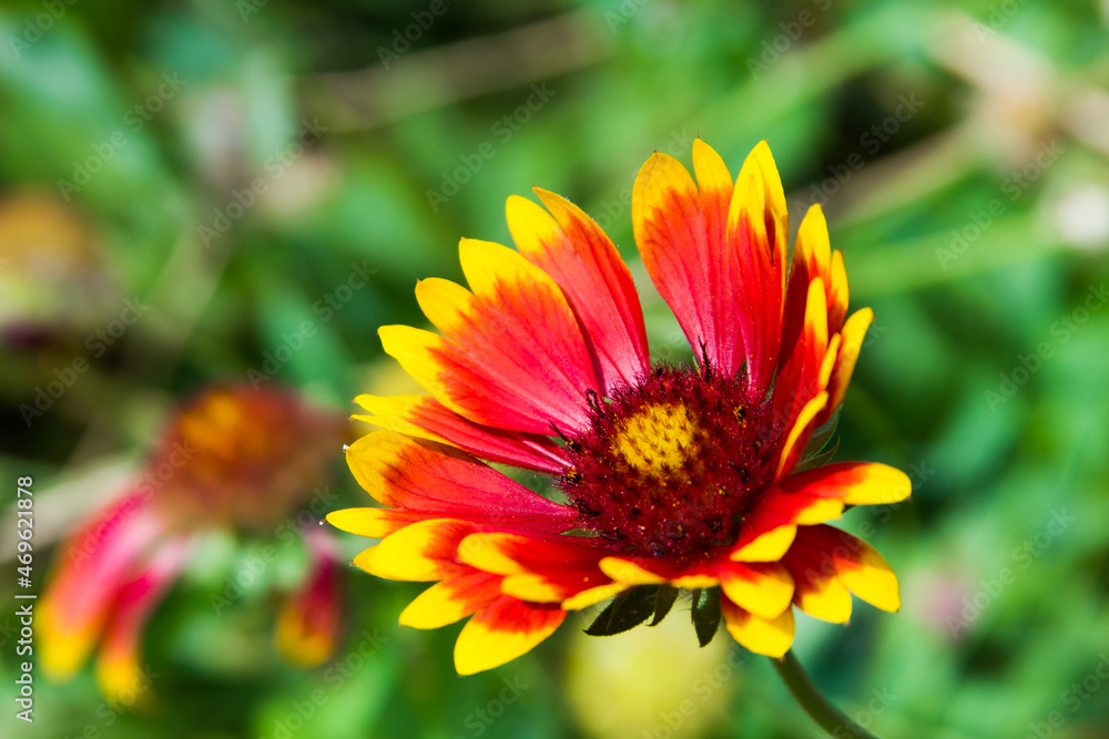 Gaillardia (common name blanket flower), genus of flowering plants in the sunflower family, Asteraceae, native to North and South America. Gaillardia (common name blanket flower), genus of flowering plants in the sunflower family, Asteraceae, native to North and South America.