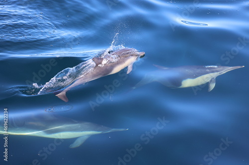 dolphins swimming, common dolphins