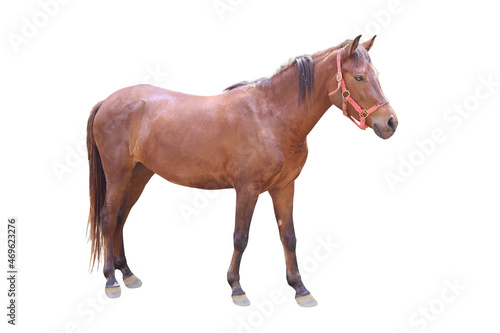 Brown Horse stands isolated on a white background with clipping path include for design usage purpose.