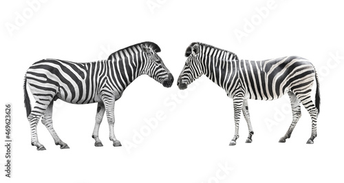 Fototapeta Naklejka Na Ścianę i Meble -  zebra wildlife isolated on white background with clipping path