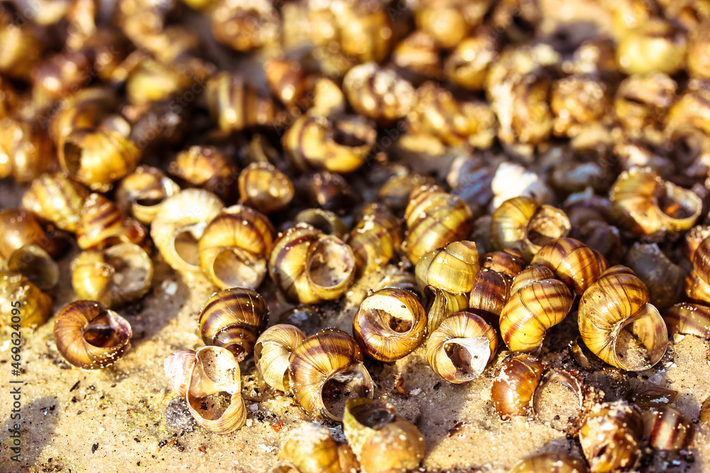 Background with dead snail shells on the sandy seashore, riverbank in summer sunny day. View from above. Many different seashells flatly. Selective focus. Summer theme. Atlantic Sea inhabitants. Background with dead snail shells on the sandy seashore, riverbank in summer sunny day. View from above. Many different seashells flatly. Selective focus. Summer theme. Atlantic Sea inhabitants.