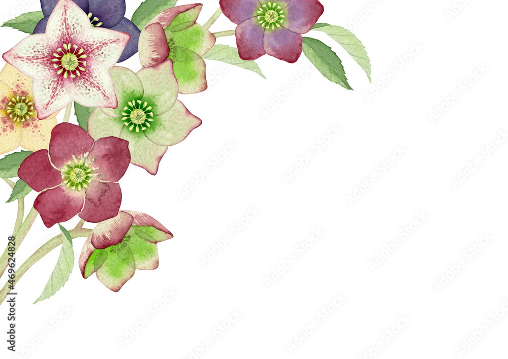 Illustrazione Stock クリスマスローズ 花 背景 フレーム 水彩 イラスト Adobe Stock