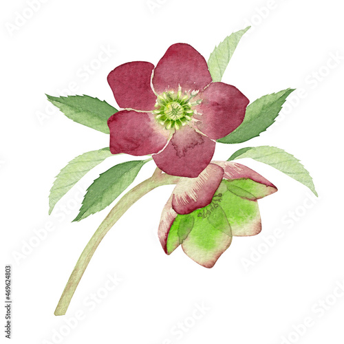 Foto クリスマスローズ 花　ピンク 赤　水彩 イラスト