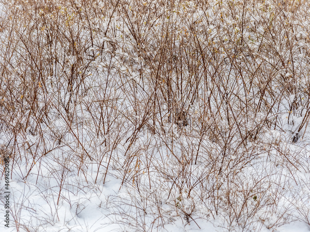 Bare branches of shrubs covered with fresh white snow.