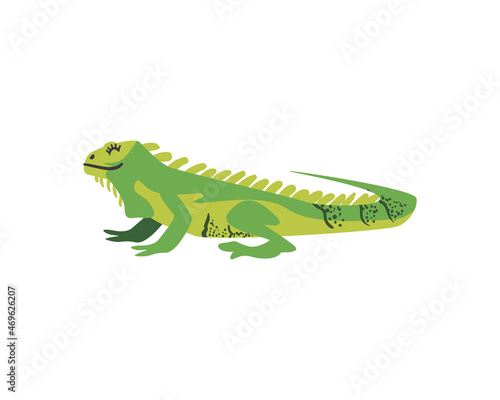 pretty iguana design