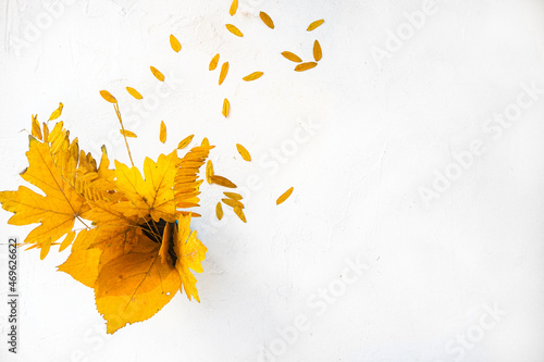 Flatlay autumn white background with a bouquet of yellow dry acacia and maple leaves. Top view