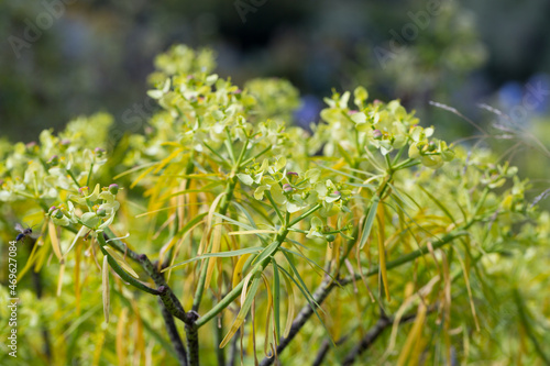 Tabaiba salvaje is a shrub endemic of Canary Islands. High quality photo photo