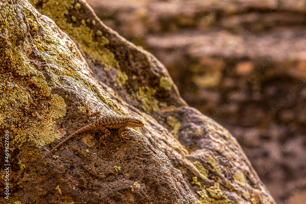 A small lizard posing on a rock in Zion National Park A small lizard posing on a rock in Zion National Park