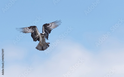 Osprey in the blue sky