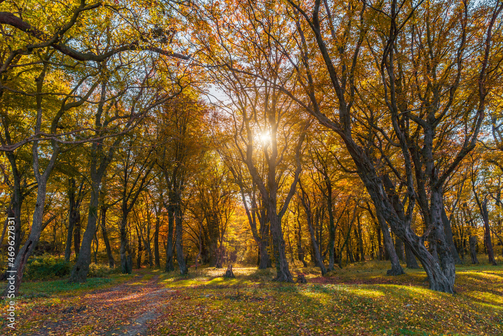 Beautiful autumn forest in the sunny day