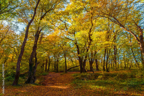 Beautiful autumn forest in the sunny day