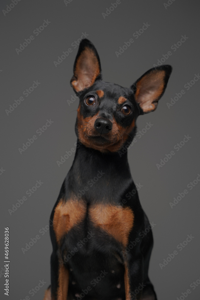 Long eared black doggy posing against gray background Long eared black doggy posing against gray background