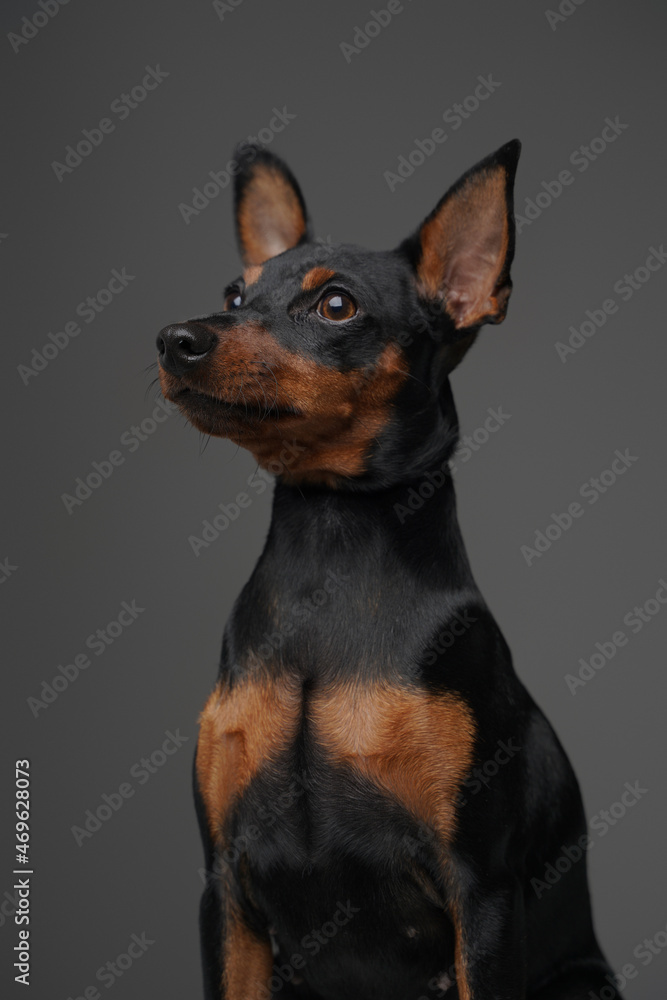 Lovable canine pet with long ears and short black fur