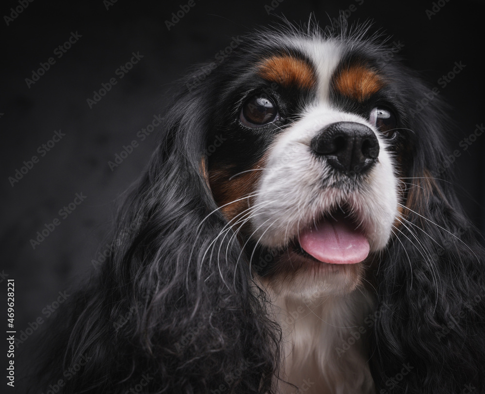 Headshot of lap doggy with fluffy fur against dark background
