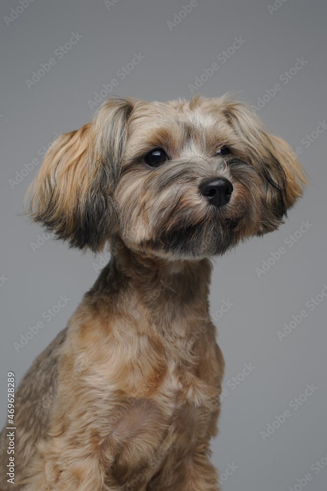 Friendly yorkshire terrier doggy with well groomed fur Friendly yorkshire terrier doggy with well groomed fur