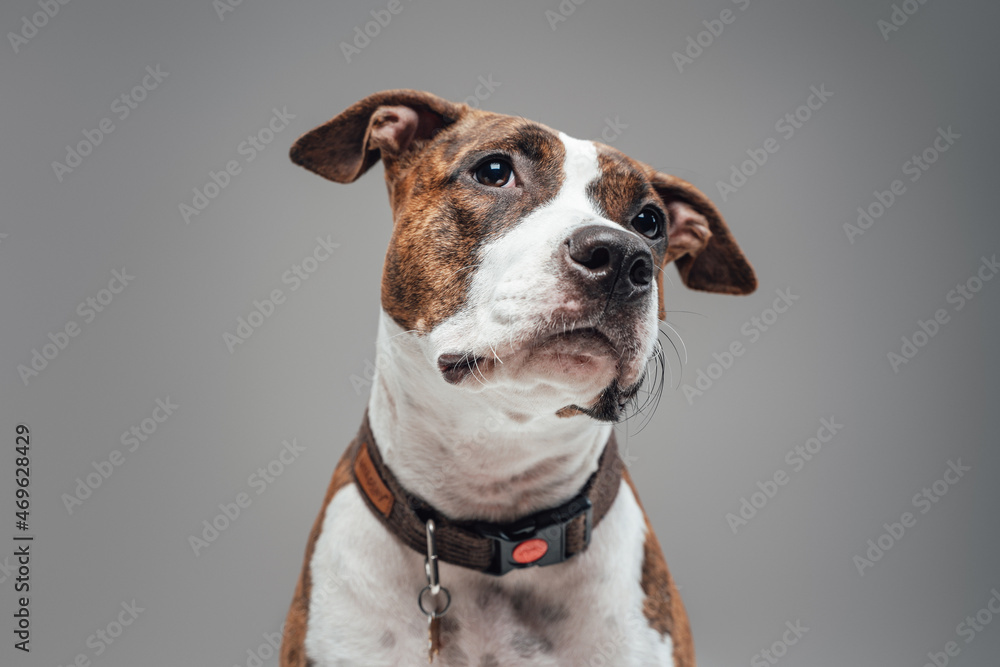 American purebred doggy with collar against gray background