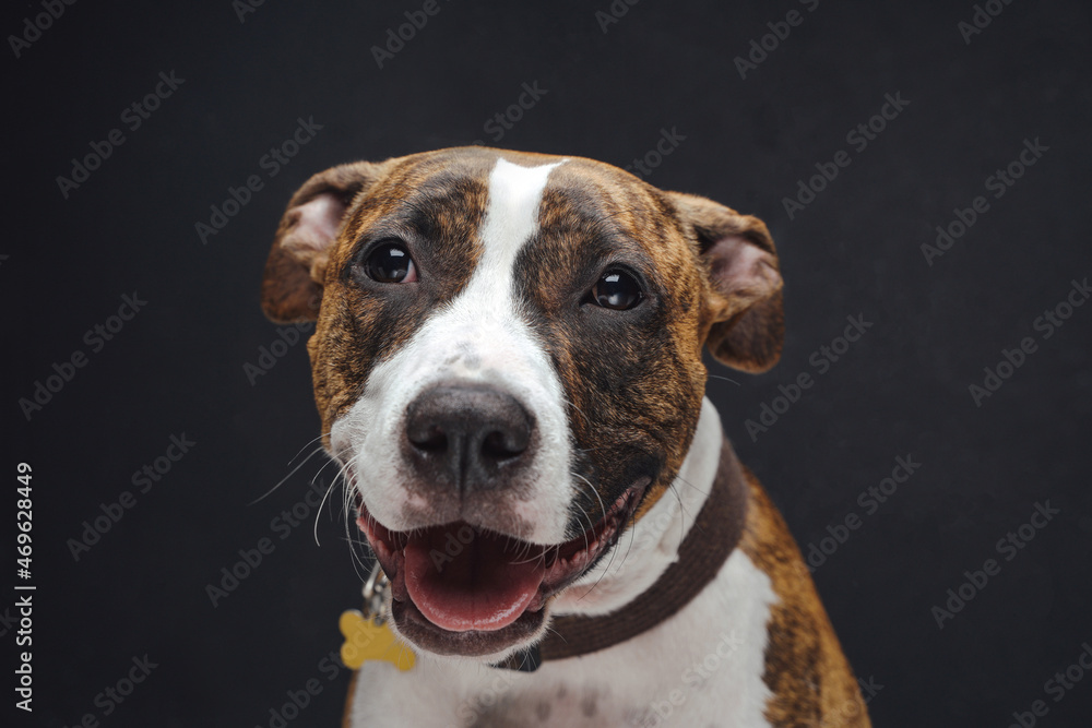 Joyful staffordshire terrier dog posing against dark background