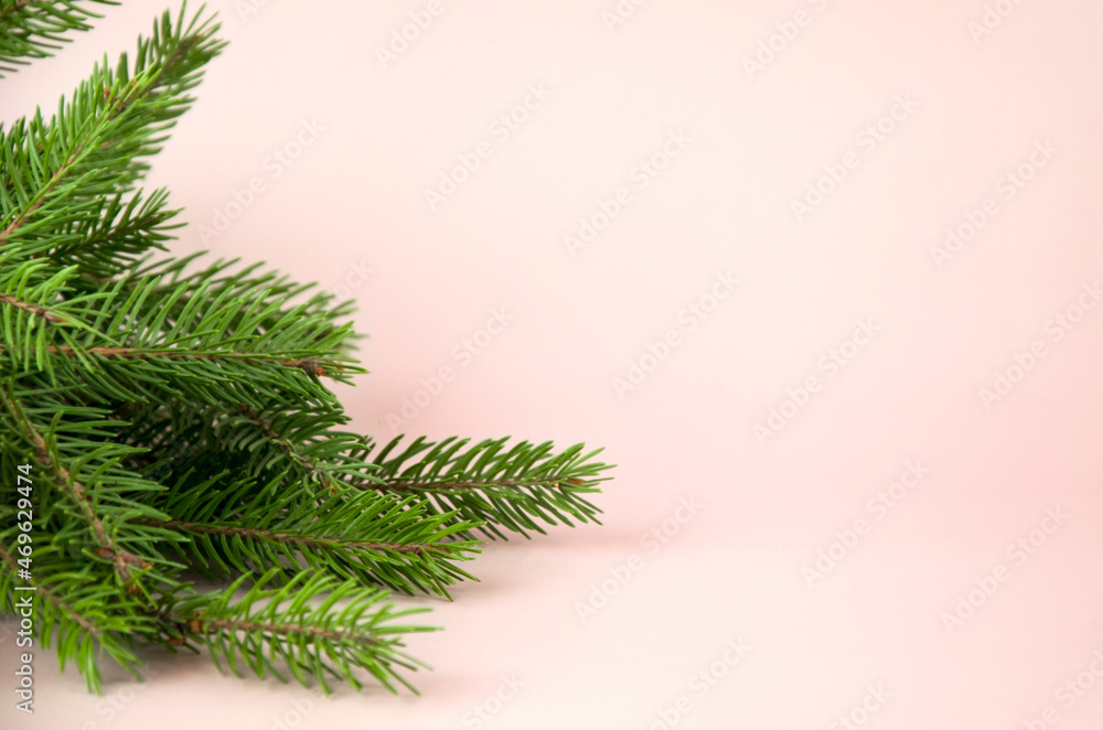 Fir branches on a pink background Fir branches on a pink background
