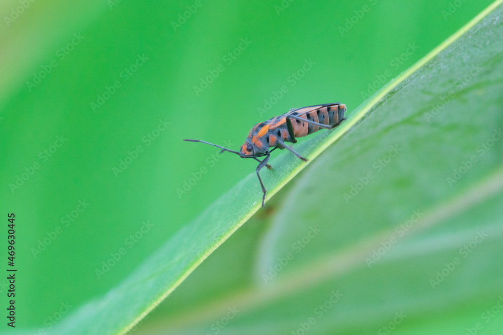 Close-up photo of a beautiful insect perched on a leaf Close-up photo of a beautiful insect perched on a leaf