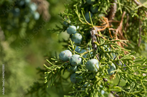 California juniper fruits - blue-brown cones with bluish bloom on background of green scaled leaves