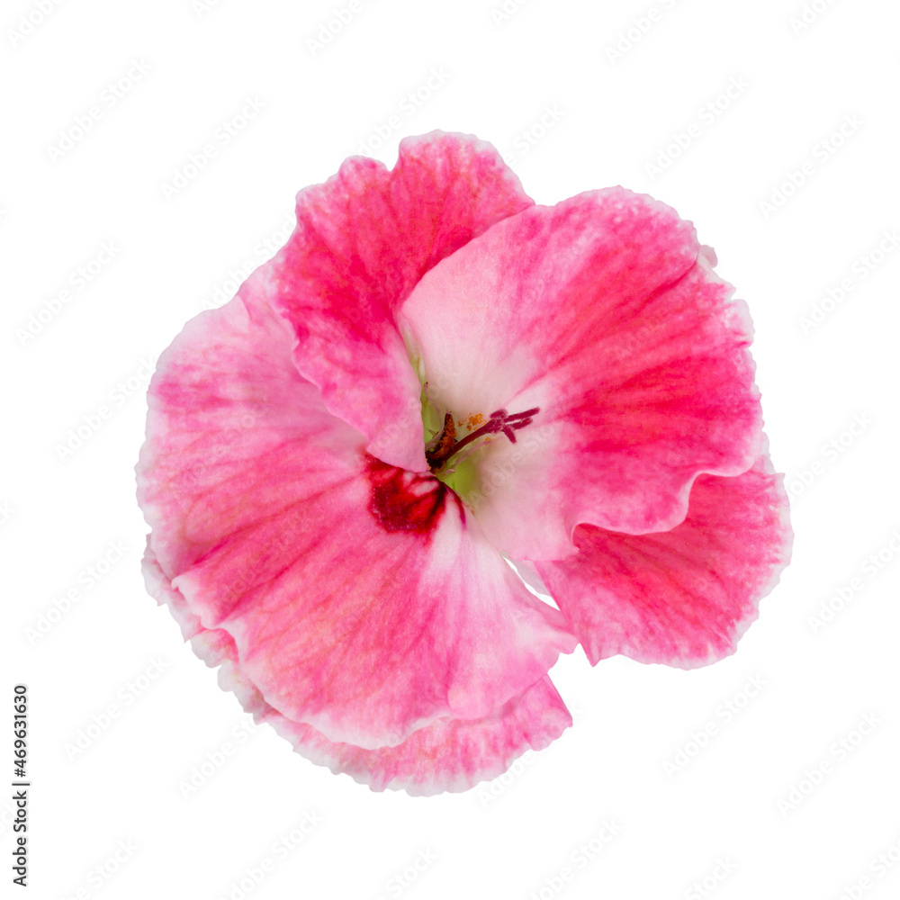 Bud of bright beautiful pink flower with large petals isolated on white, top view.