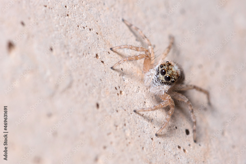 Female Menemerus semilimbatus spider staring from a concrete wall. High quality photo Female Menemerus semilimbatus spider staring from a concrete wall. High quality photo