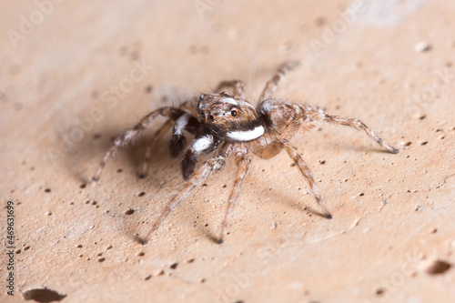 Male Menemerus semilimbatus spider posed on a wall waiting for preys. High quality photo