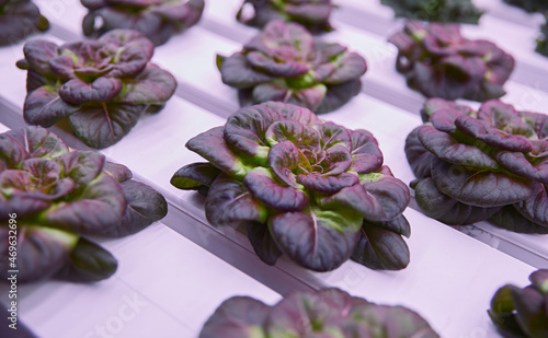 Lettice growing in hydroponic greenhouse under UV light photo