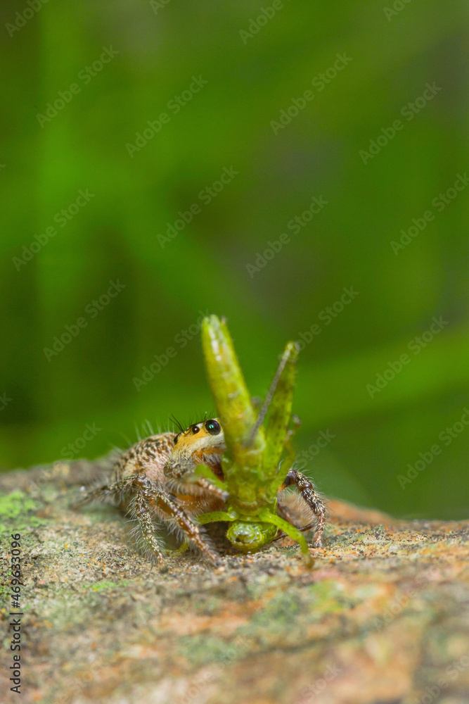 These spiders are known to eat small insects such as grasshoppers, flies, bees and other small spiders,
closeup macro in Hyllus semicupreus Jumping Spider. These spiders are known to eat small insects such as grasshoppers, flies, bees and other small spiders,
closeup macro in Hyllus semicupreus Jumping Spider.