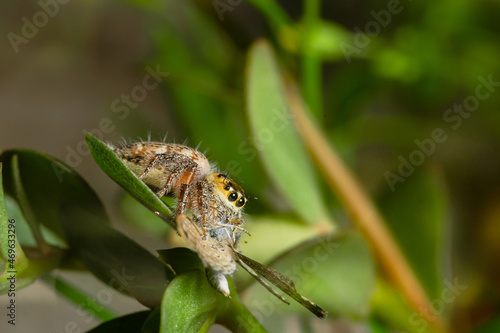These spiders are known to eat small insects such as grasshoppers, flies, bees and other small spiders,
closeup macro in Hyllus semicupreus Jumping Spider.