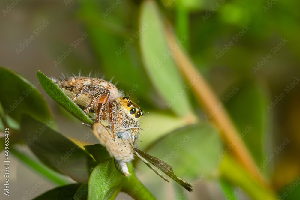 These spiders are known to eat small insects such as grasshoppers, flies, bees and other small spiders,
closeup macro in Hyllus semicupreus Jumping Spider. These spiders are known to eat small insects such as grasshoppers, flies, bees and other small spiders,
closeup macro in Hyllus semicupreus Jumping Spider.