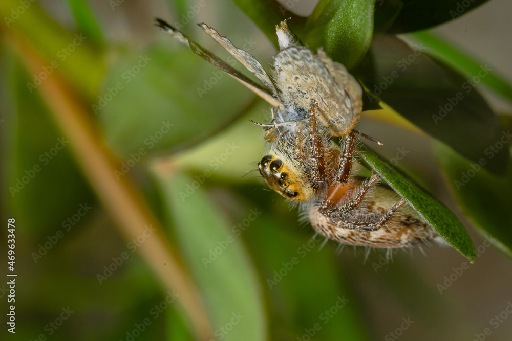 These spiders are known to eat small insects such as grasshoppers, flies, bees and other small spiders,
closeup macro in Hyllus semicupreus Jumping Spider. These spiders are known to eat small insects such as grasshoppers, flies, bees and other small spiders,
closeup macro in Hyllus semicupreus Jumping Spider.