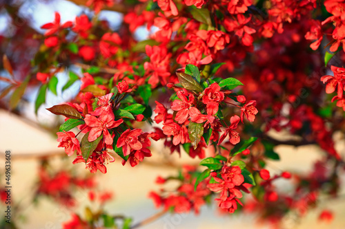 Chinese flowering crab-apple blooming