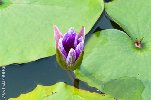 Purple Lotus flower beautiful lotus blossom or water lily flower blooming on pond background