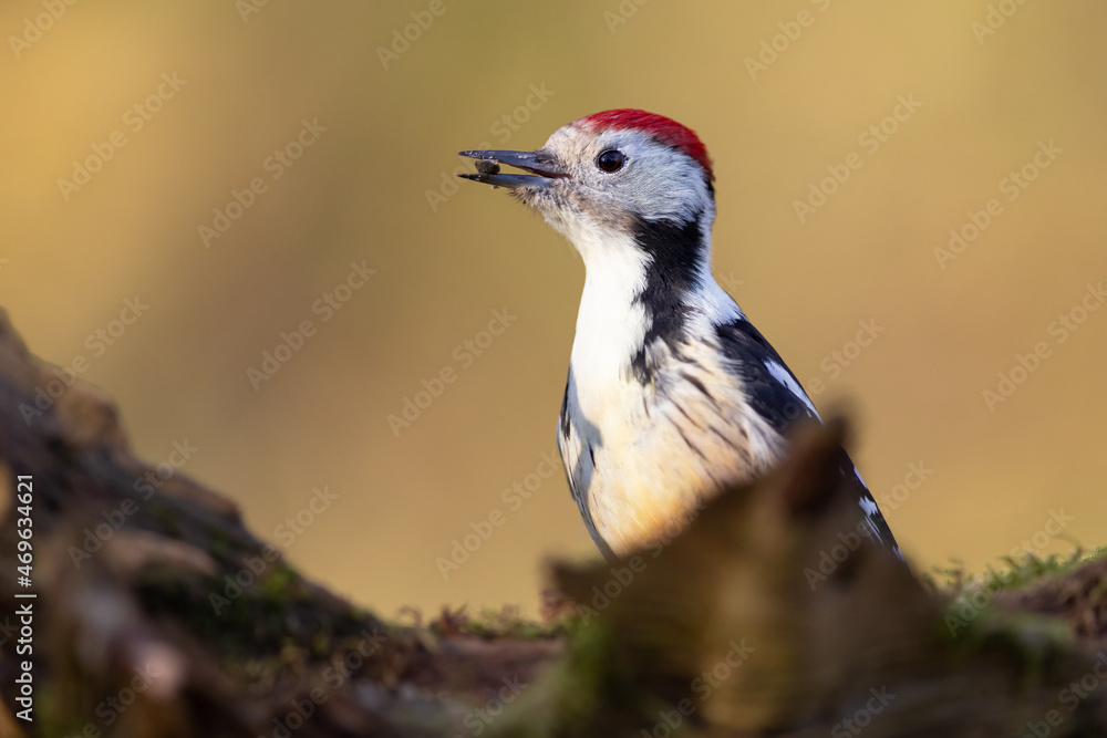 Dendrocopos major, Great spotted woodpecker . Dendrocopos major, Great spotted woodpecker .