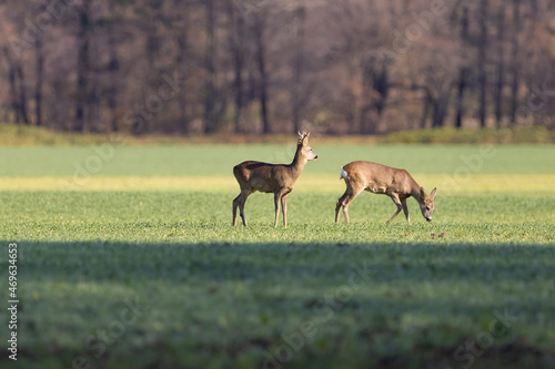 Foto Roe deer, capreolus capreolus, standing on pasture.