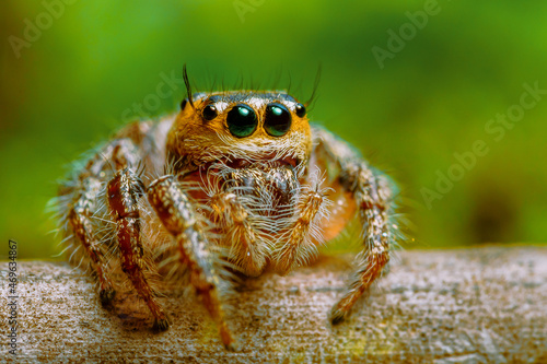 These spiders are known to eat small insects such as grasshoppers, flies, bees and other small spiders, closeup macro in Hyllus semicupreus Jumping Spider.