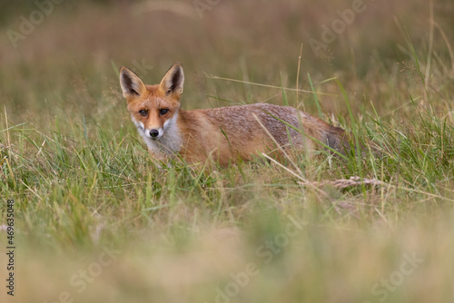 Red fox, vulpes vulpes, walking on green meadow in autumn nature. Wild predator moving in wilderness. © Branislav
