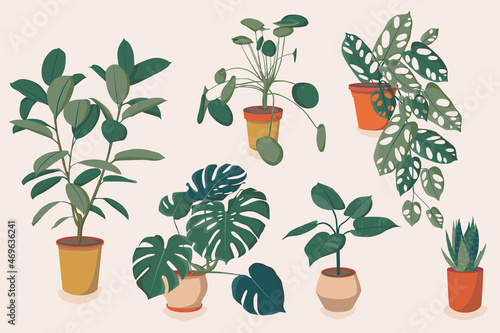 Set of different houseplants. Ficus, monstera, succulent, pilea in various pot, vase. Scandinavian cozy home decor. Flat vector cartoon icons illustration isolated collection photo