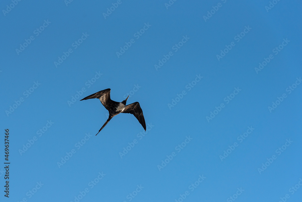 Fregata magnificens - group colony of Magnificent Frigatebirds at in the Sea of Cortez, in Baja California Sur Mexico Fregata magnificens - group colony of Magnificent Frigatebirds at in the Sea of Cortez, in Baja California Sur Mexico
