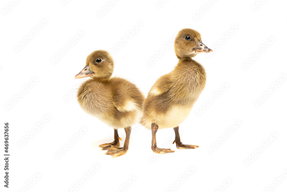 duckling isolated on white background